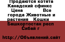 Продаются котята Канадский сфинкс › Цена ­ 15 000 - Все города Животные и растения » Кошки   . Башкортостан респ.,Сибай г.